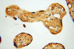 ALG5 Antibody in Immunohistochemistry (Paraffin) (IHC (P))