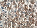 ALG5 Antibody in Immunohistochemistry (Paraffin) (IHC (P))