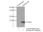 Histone H4 Antibody in Immunoprecipitation (IP)