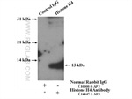 Histone H4 Antibody in Immunoprecipitation (IP)