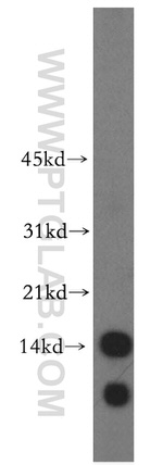 Histone H4 Antibody in Western Blot (WB)