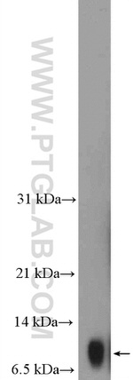 Histone H4 Antibody in Western Blot (WB)