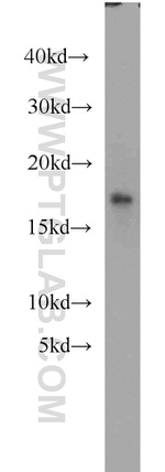 Myoglobin Antibody in Western Blot (WB)