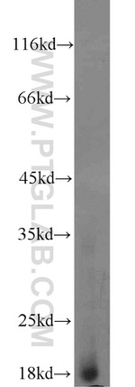 Myoglobin Antibody in Western Blot (WB)