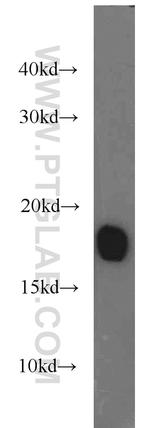 Myoglobin Antibody in Western Blot (WB)