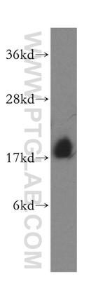 Myoglobin Antibody in Western Blot (WB)