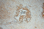 ATP6V1C1 Antibody in Immunohistochemistry (Paraffin) (IHC (P))