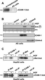 CD54 (ICAM-1) Antibody in Western Blot, Immunoprecipitation (WB, IP)