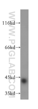 PDCL Antibody in Western Blot (WB)