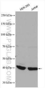 PDCL Antibody in Western Blot (WB)