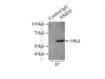 NMD3 Antibody in Immunoprecipitation (IP)