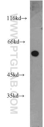 NMD3 Antibody in Western Blot (WB)