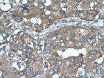 CYP39A1 Antibody in Immunohistochemistry (Paraffin) (IHC (P))