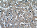 CYP39A1 Antibody in Immunohistochemistry (Paraffin) (IHC (P))