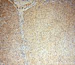 DNAJC15 Antibody in Immunohistochemistry (Paraffin) (IHC (P))