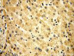 DNAJC15 Antibody in Immunohistochemistry (Paraffin) (IHC (P))