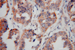 PMPCB Antibody in Immunohistochemistry (Paraffin) (IHC (P))