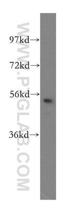 PMPCB Antibody in Western Blot (WB)