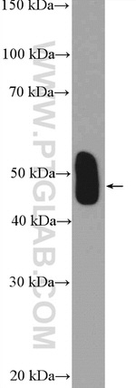 PMPCB Antibody in Western Blot (WB)