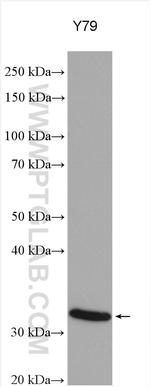 RDH13 Antibody in Western Blot (WB)