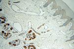 GCDFP-15/PIP Antibody in Immunohistochemistry (Paraffin) (IHC (P))