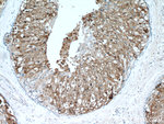 GCDFP-15/PIP Antibody in Immunohistochemistry (Paraffin) (IHC (P))