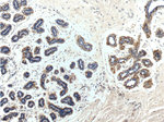 GCDFP-15/PIP Antibody in Immunohistochemistry (Paraffin) (IHC (P))