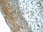 TCN1 Antibody in Immunohistochemistry (Paraffin) (IHC (P))