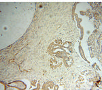 TrpRS Antibody in Immunohistochemistry (Paraffin) (IHC (P))