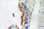 TCTN3 Antibody in Immunohistochemistry (Paraffin) (IHC (P))