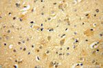 RPL23 Antibody in Immunohistochemistry (Paraffin) (IHC (P))