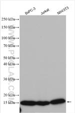 RPL23 Antibody in Western Blot (WB)