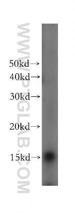 RPL23 Antibody in Western Blot (WB)