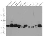 EEF1A2 Antibody in Western Blot (WB)