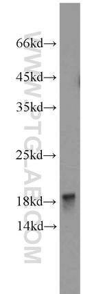 POLR2D Antibody in Western Blot (WB)