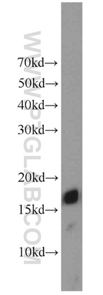 POLR2D Antibody in Western Blot (WB)