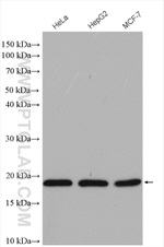 POLR2D Antibody in Western Blot (WB)