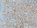 PELI2 Antibody in Immunohistochemistry (Paraffin) (IHC (P))