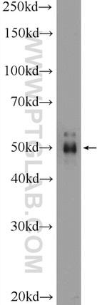 PELI2 Antibody in Western Blot (WB)