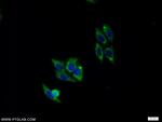 PELI2 Antibody in Immunocytochemistry (ICC/IF)