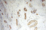 NUDT8 Antibody in Immunohistochemistry (Paraffin) (IHC (P))