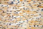 NUDT8 Antibody in Immunohistochemistry (Paraffin) (IHC (P))