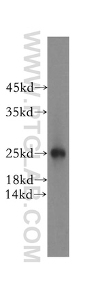 NUDT8 Antibody in Western Blot (WB)