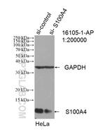 S100A4 Antibody in Western Blot (WB)