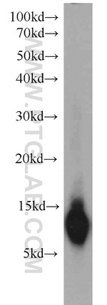 S100A4 Antibody in Western Blot (WB)