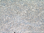 HSF1 Antibody in Immunohistochemistry (Paraffin) (IHC (P))