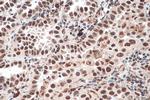 HSF1 Antibody in Immunohistochemistry (Paraffin) (IHC (P))