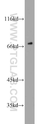 HSF1 Antibody in Western Blot (WB)