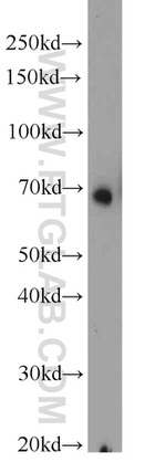 HSF1 Antibody in Western Blot (WB)