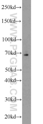 HSF1 Antibody in Western Blot (WB)